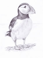 puffin