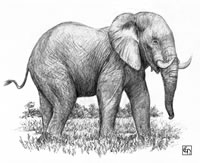 elephant